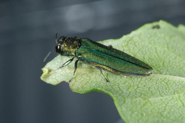 Image of a green beetle (emerald ash borer) on a leaf. Image courtesy of Vermont Agency of Agriculture, Food & Markets.